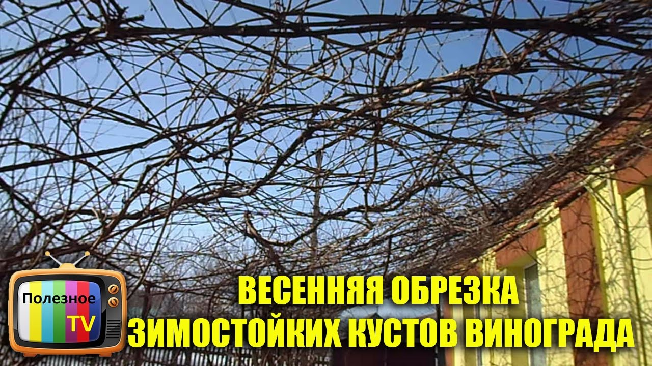 ВЕСЕННЯЯ ОБРЕЗКА ЗИМОСТОЙКИХ КУСТОВ ВИНОГРАДА ОБРЕЗКА ВИНОГРАДА НА АРКЕ