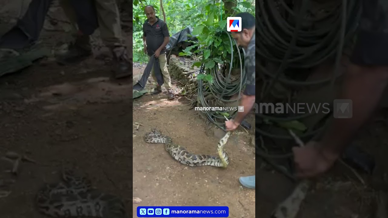 കോട്ടയം തീക്കോയി വെള്ളികുളത്ത് കോഴിക്കൂട്ടിൽ നിന്ന് പെരുമ്പാമ്പിനെ പിടികൂടി | snake | kottayam