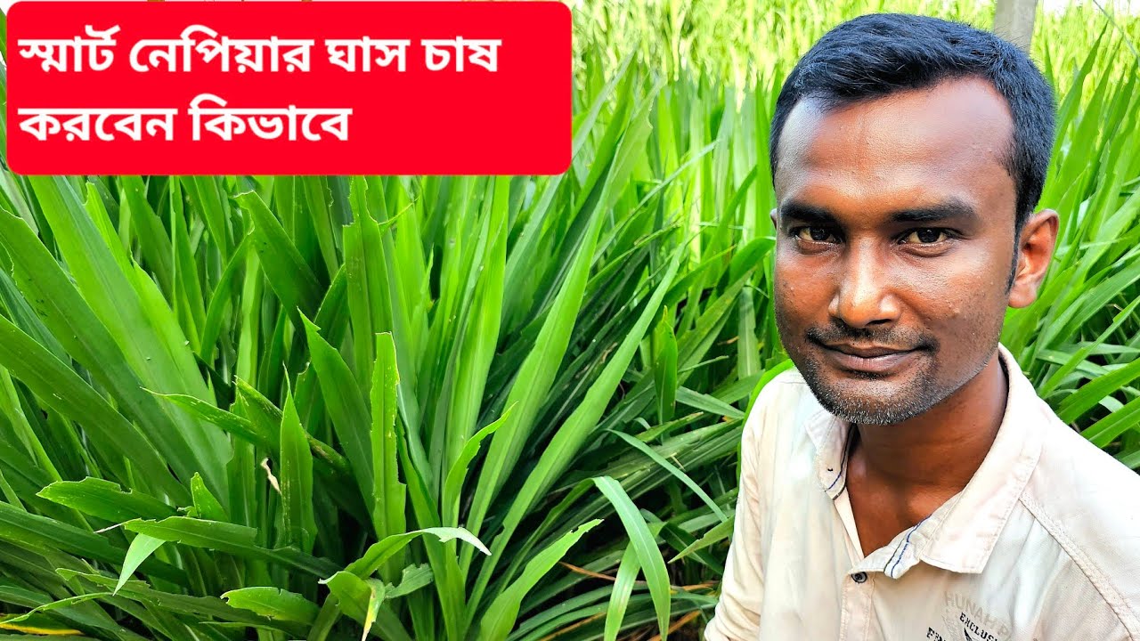 স্মার্ট নেপিয়ার ঘাস কিভাবে চাষ করবেন | স্মার্ট নেপিয়ার ঘাস চাষ পদ্ধতি | Smart Napier Grass -2023