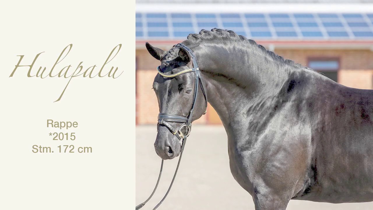 Hulapalu *2015 Trakehner Hengst von Fairmont Hill aus der Herzlicht (Münchhausen - Sixtus) 2020