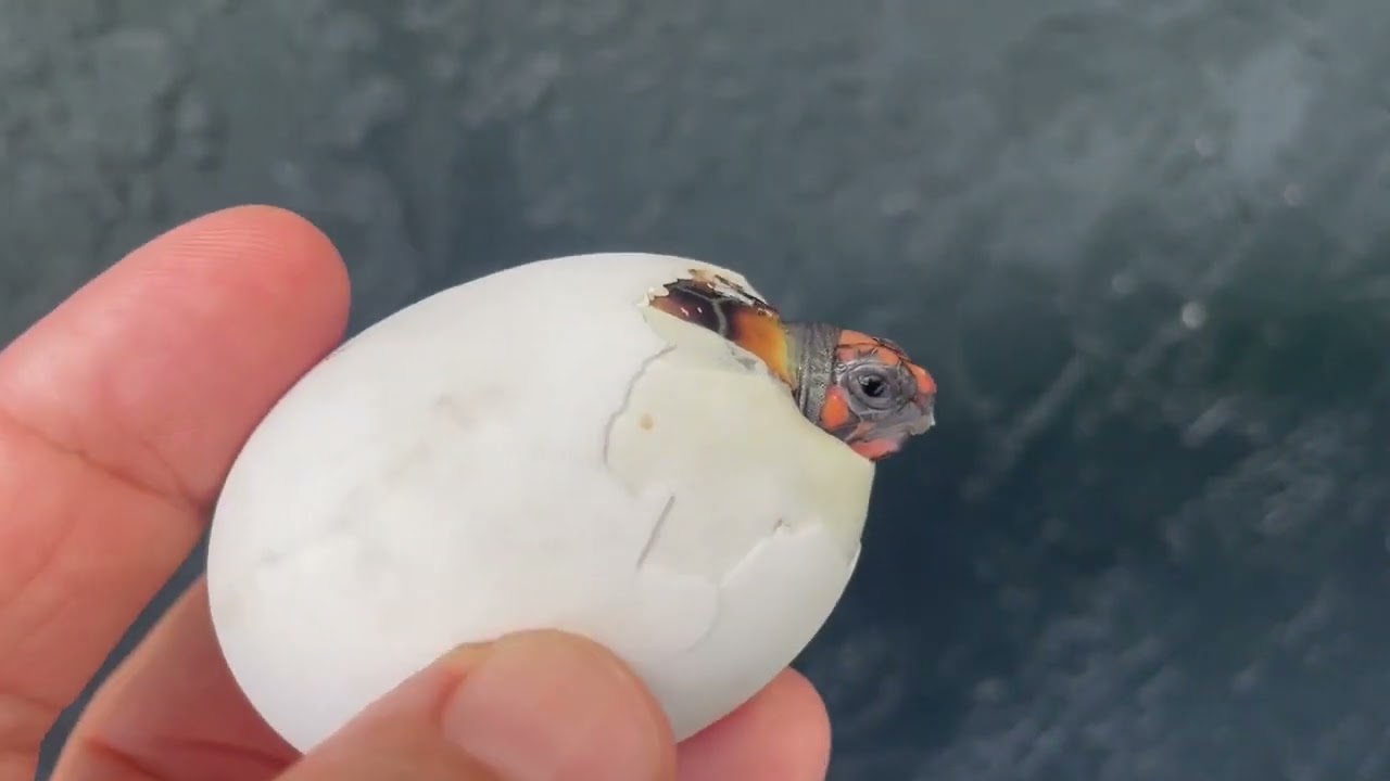 Cherryhead tortoise egg hatching.