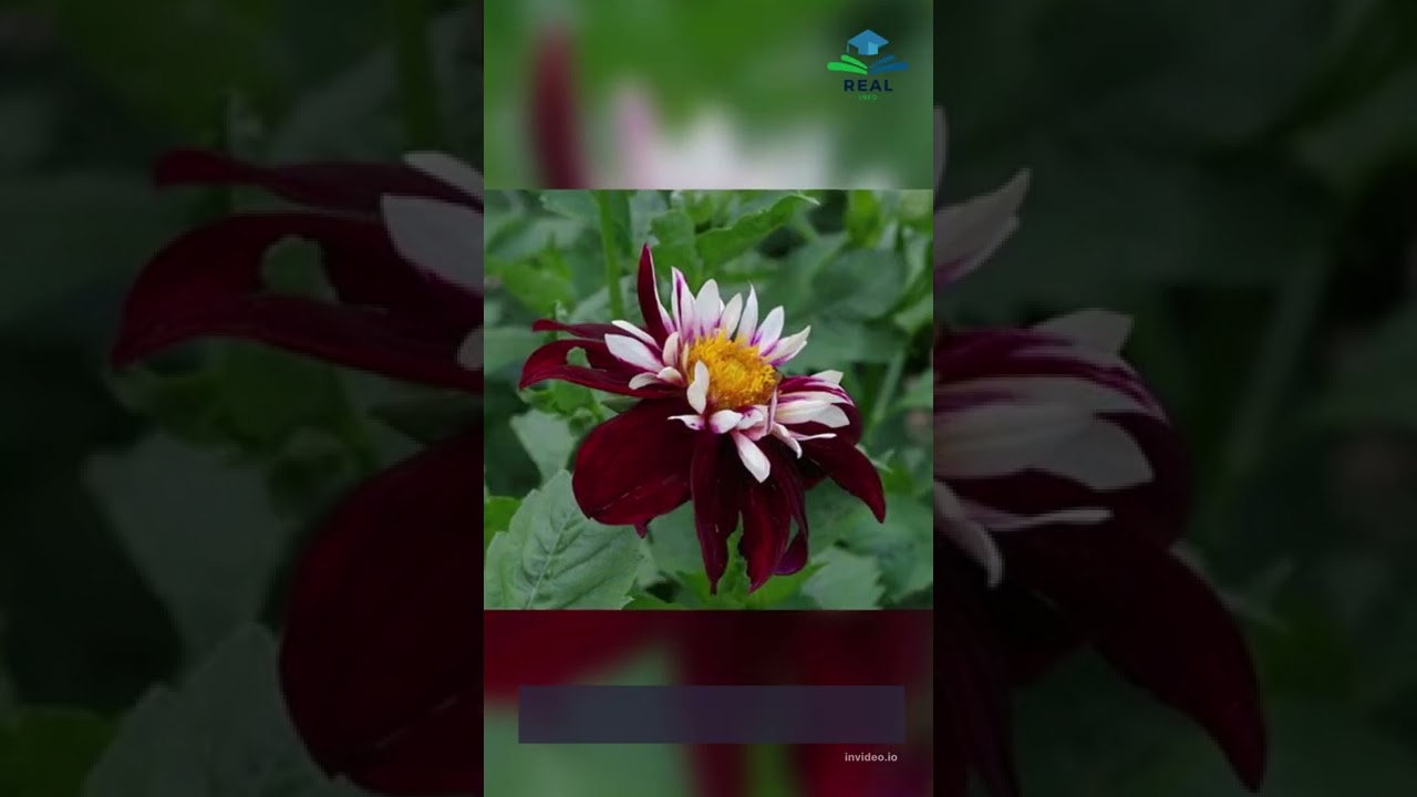 Top 10 Most Beautiful Flowers In The World | Real Info