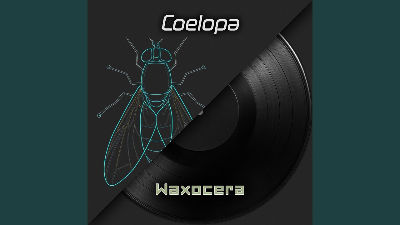 Coelopa (Kelp Flies)