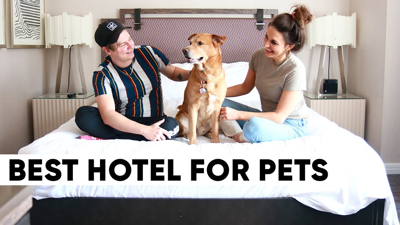 WORLD'S FRIENDLIEST PET HOTEL - Philadelphia MUST SEE