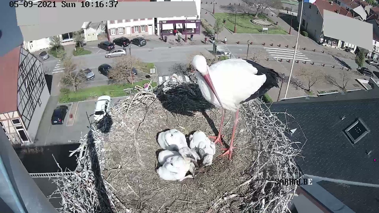 Webcam   Sarralbe  L'attente du repas des petits cigogneaux .