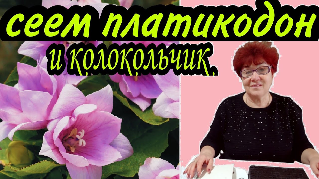 Посев платикодона и колокольчика карпатского. Сезон 2021