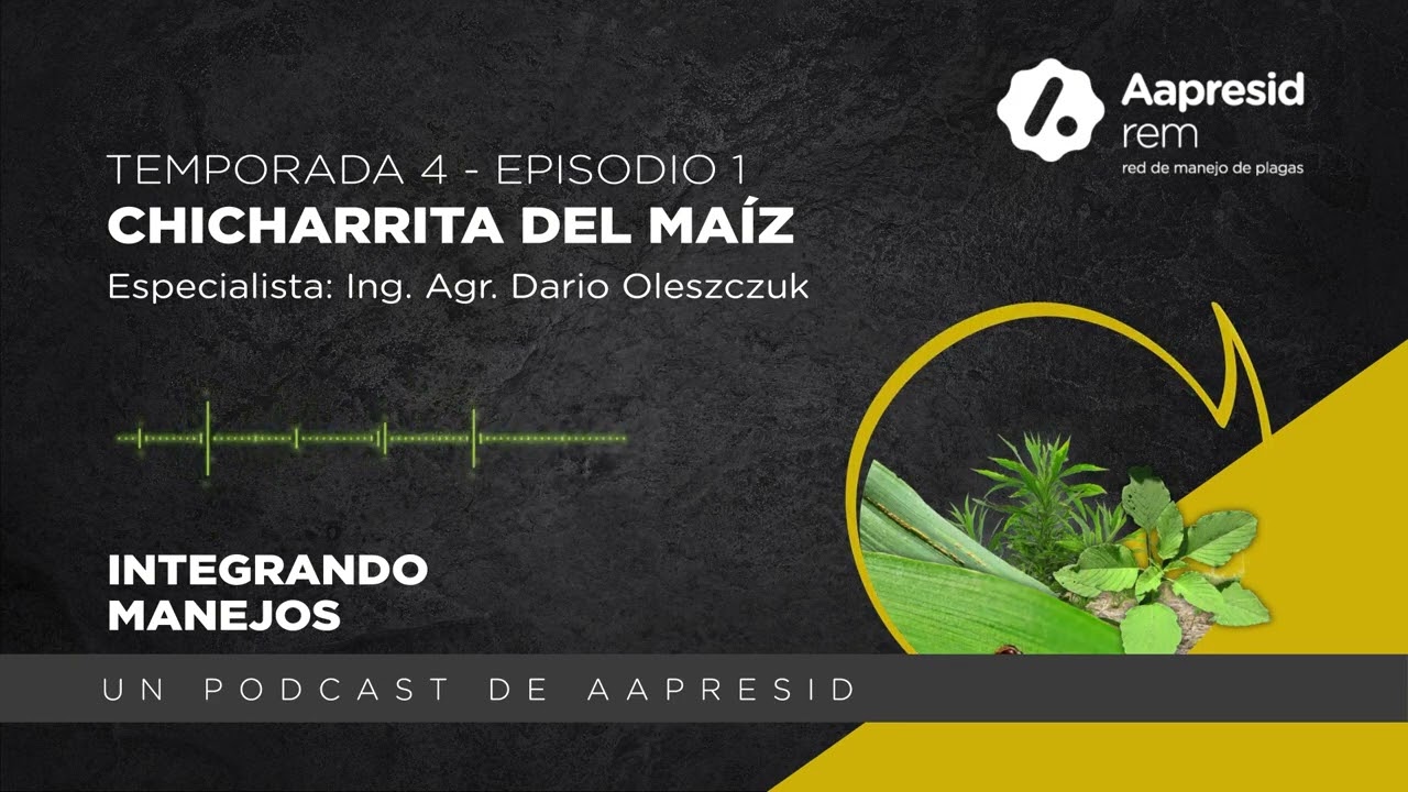 Chicharrita del maíz