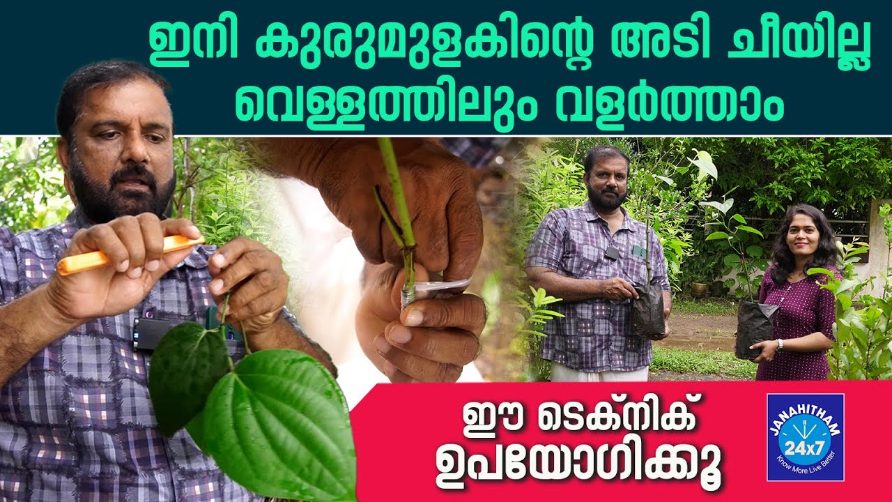 Pepper plant grafting techniques Malayalam: എളുപ്പത്തിൽ കുരുമുളക് ഗ്രാഫ്റ്റിങ് പഠിക്കാം