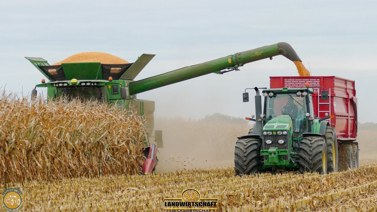 Goldgelbe Körner statt Silage! Es werden 400ha Körnermais gedroschen für Lebensmittel & Tierfutter