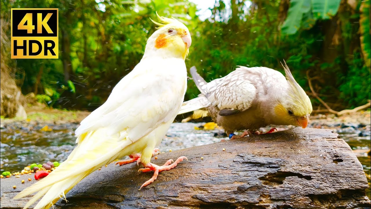 Relaxing Cockatiel Singing & River Stream Sounds | 1 Hour Nature Ambience