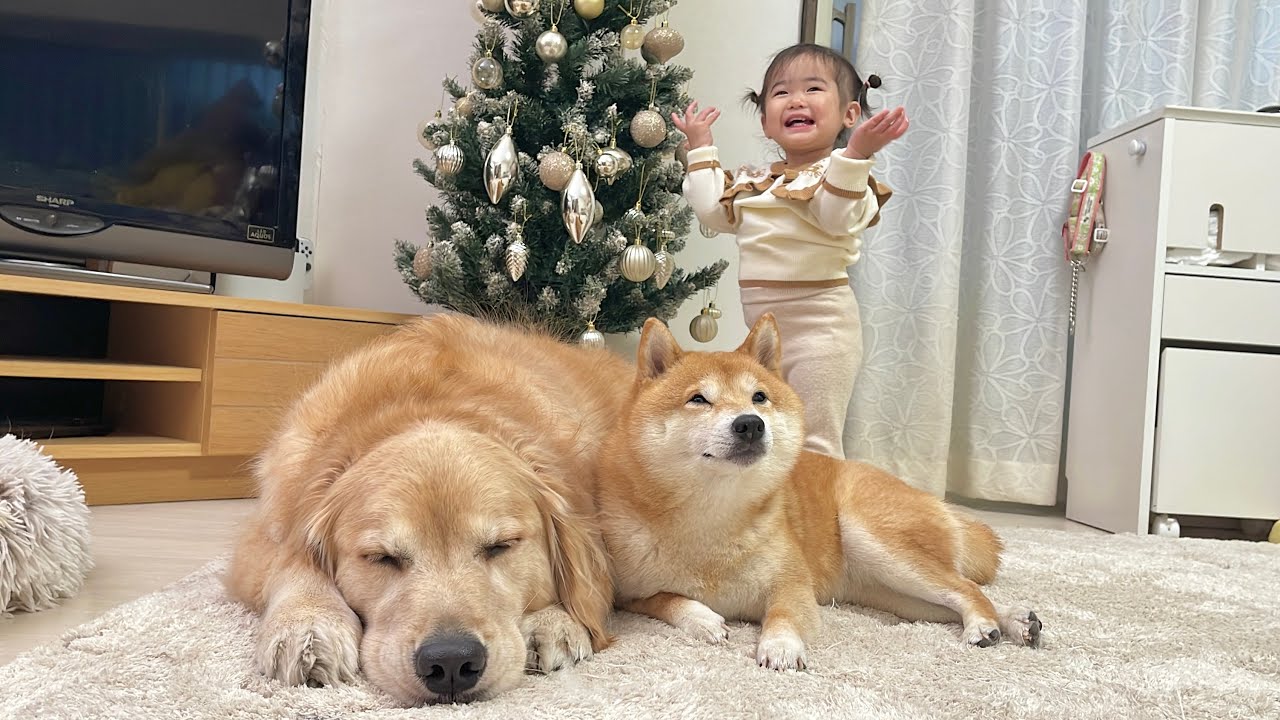 クリスマスツリーを大好きなキラキラにする一歳児とそれを見守る豆柴とゴールデンレトリバー