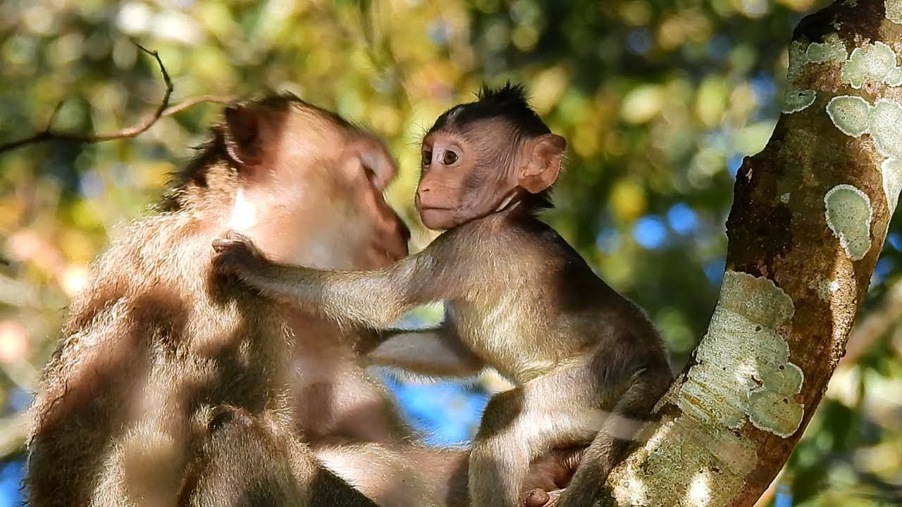 Baby Misty Told Mom Monkey Marri Now She Growing Up Please Don't Worry