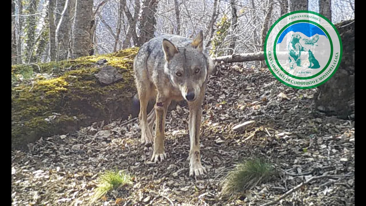 Camera nascosta nel bosco, magia in Abruzzo (4K) fauna selvatica