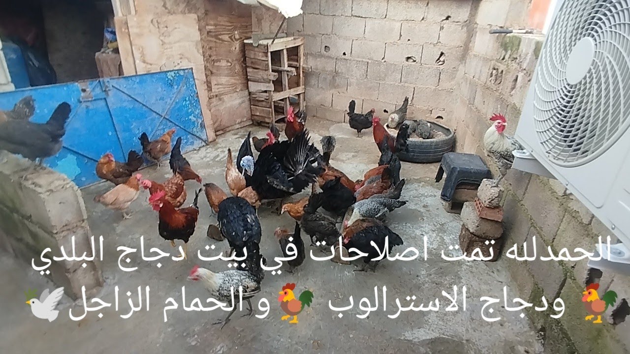 الحمدلله تمت اصلاحات في بيت دجاج البلدي🐓 ودجاج الاسترالوب 🐓و الحمام الزاجل🕊️