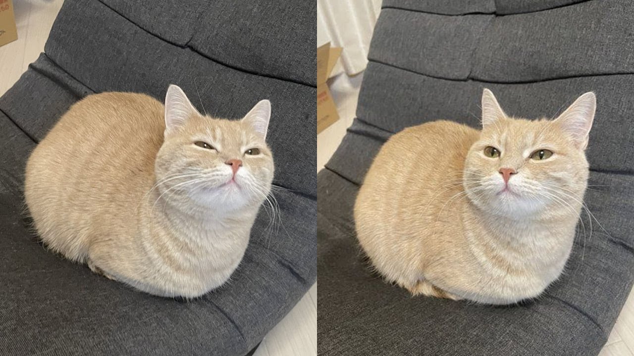 Кошки просто делают то, что у них получается лучше всего 🤣 Смешные видео с кошками 2025 🐱 Часть 103