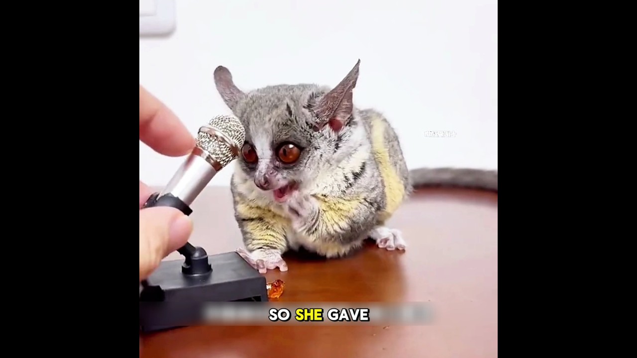 You Won&rsquo;t Believe These Tiny Bushbabies 😲 #rescue  #animals