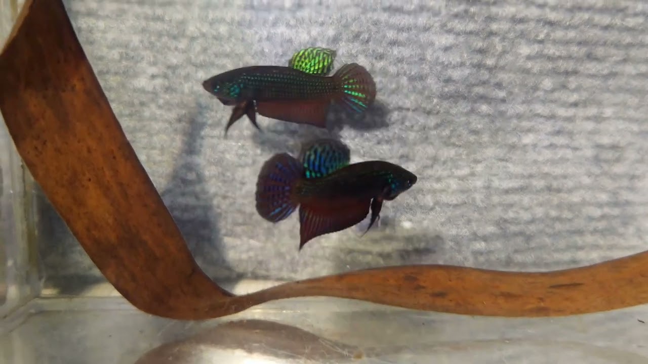 Betta smaragdina guitar Bueng Kan #betta #bettafish #aquariumfish #fishtank