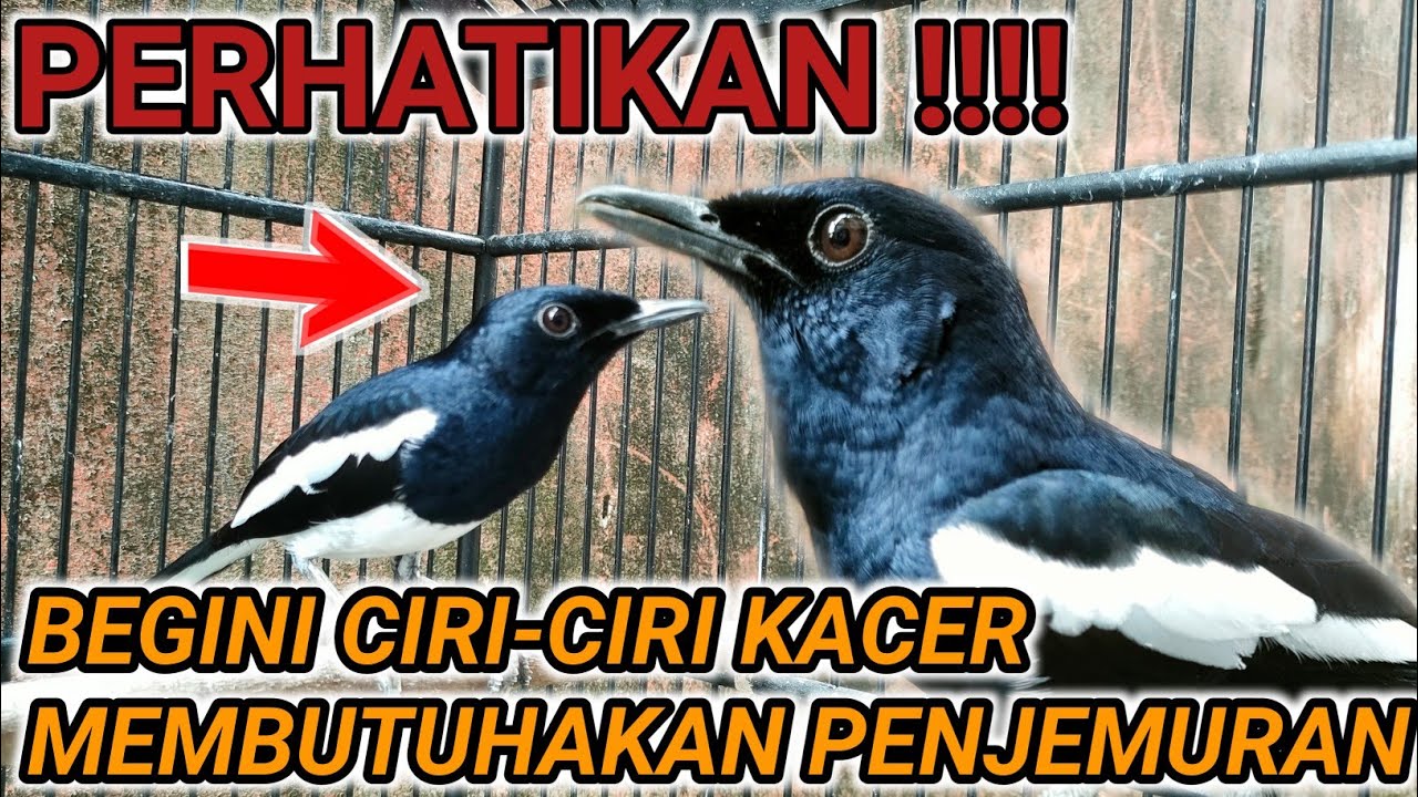 TERBONGKAR CIRI-CIRI BURUNG KACER MEMBUTUHKAN PENJEMURAN | DR KACER TERBARU