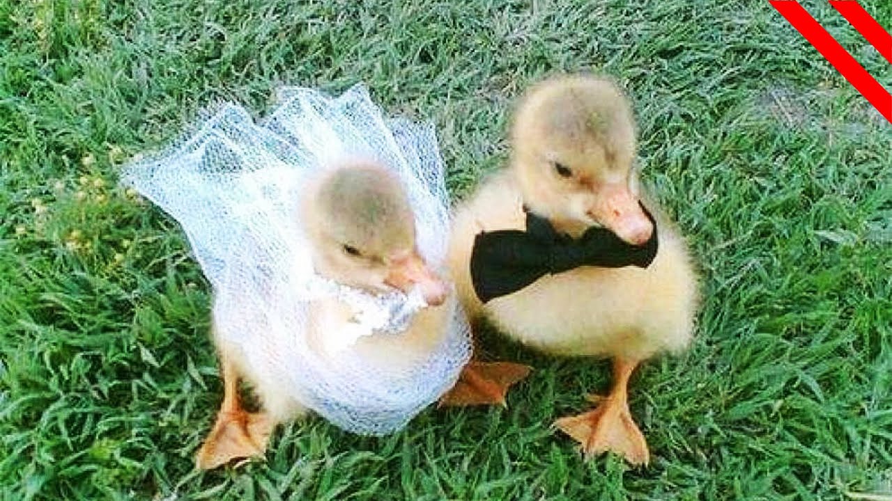 Animales Lindos Que Conocen El Verdadero Significado Del Amor