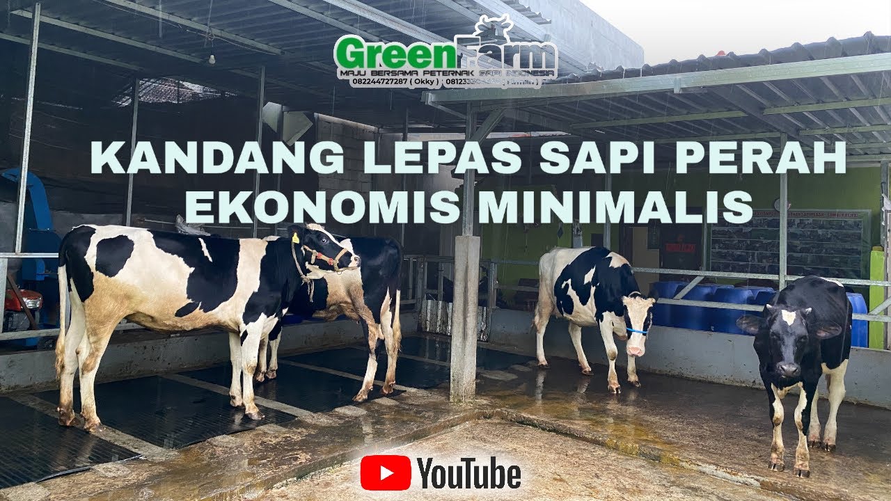 KANDANG LEPAS SAPI PERAH SUPER || DARA BUNTING FH ❗️❗️❗️