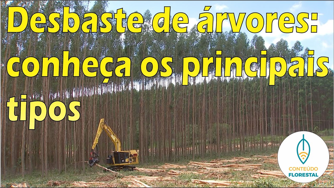 Desbaste de árvores: conheça os principais tipos