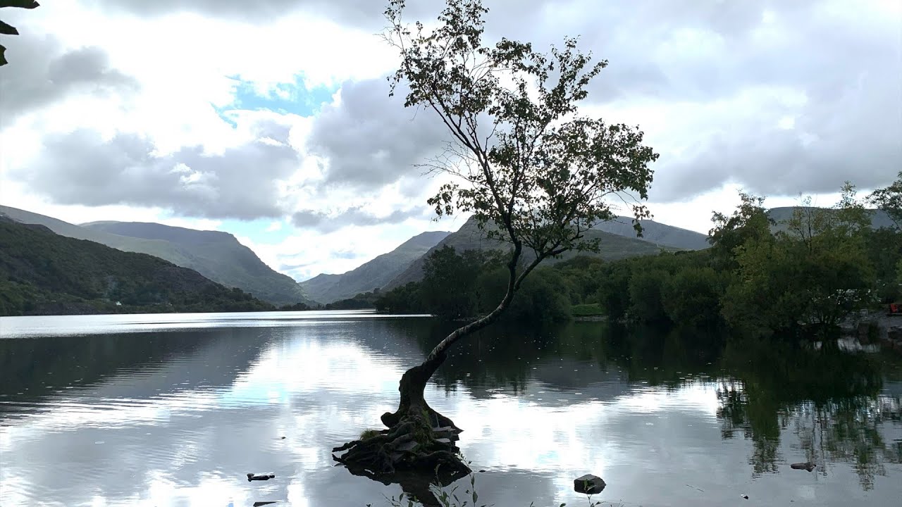 How to find the Lonely Tree of Snowdonia in Llanberis - A Visitors Guide