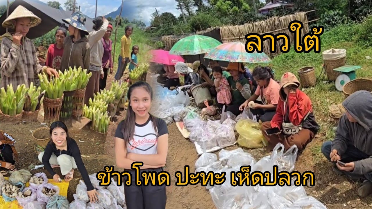 #เที่ยวลาวใต้ สินค้าข้างทาง ปลูกเองขายเอง ข้าวโพด และเห็ดปลวก เยอะมากๆ เมืองปากซอง จำปาสัก#ลาวใต้