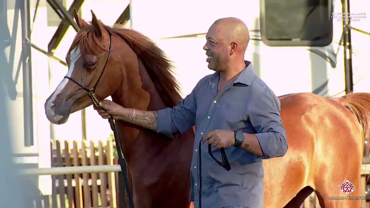 Int  Days for Arabian Horse Ströhen 2023   Ismer Stud Horse Presentation