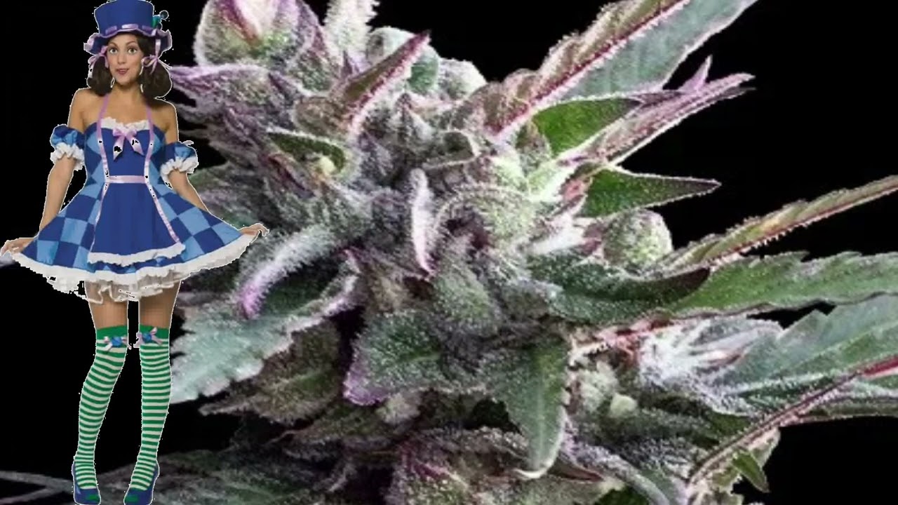 Thai Chi &ndash; Ace Seeds