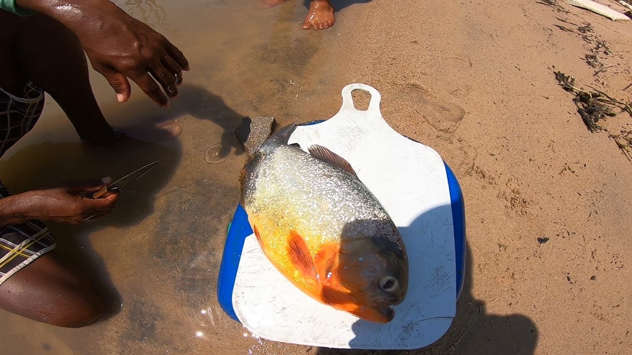 COMO PREPARAR UM TORRESMINHO DE PIRANHA SIMPLES É FÁCIL