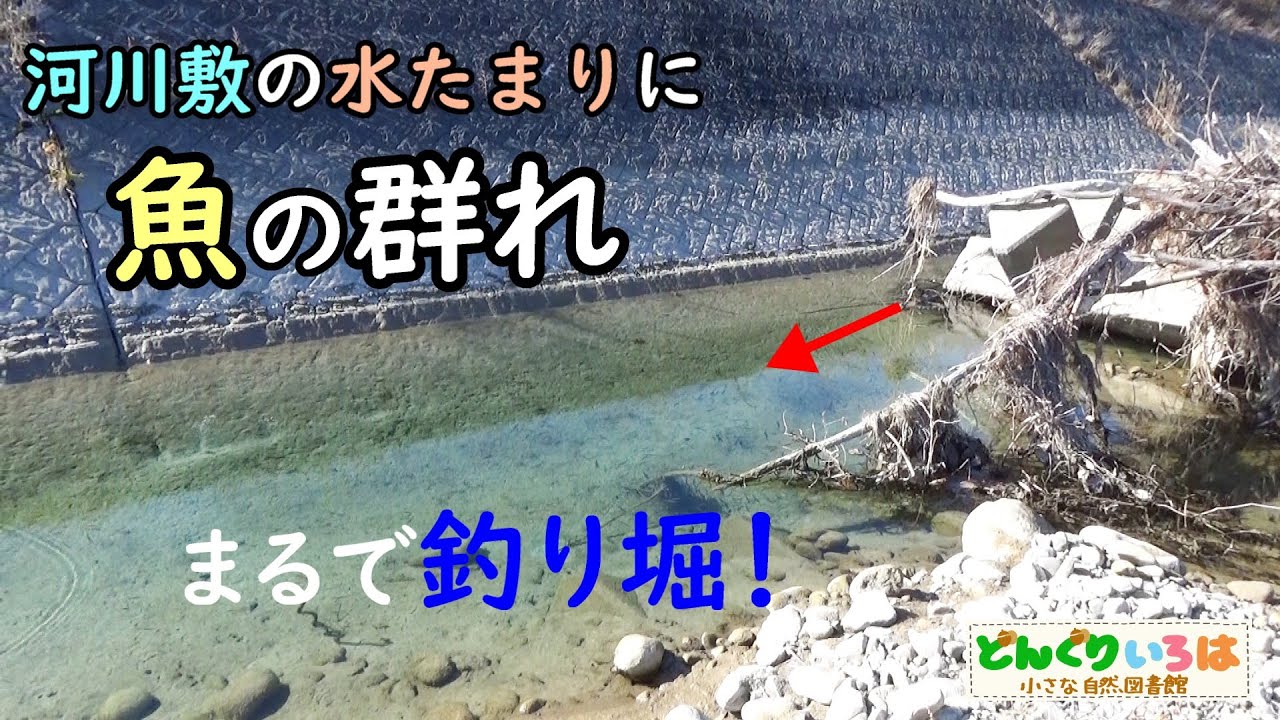 魚の群れ発見！まるで釣り堀♪【河川敷の水たまり】