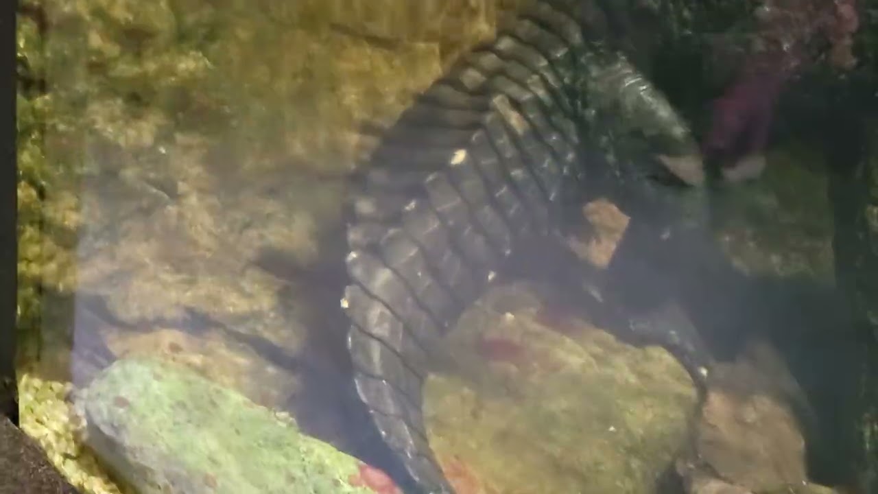 The Crocodile 🐊 