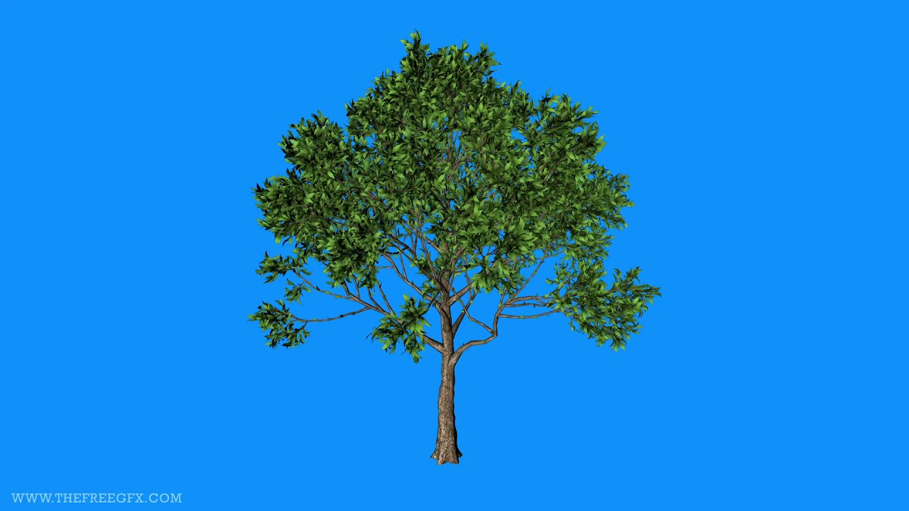 Tree in wind blue screen video