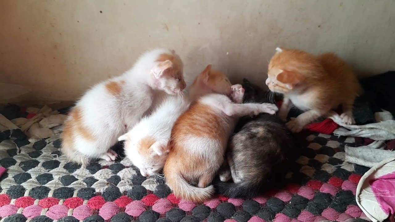 The little kittens are sleeping together, looking so much love 