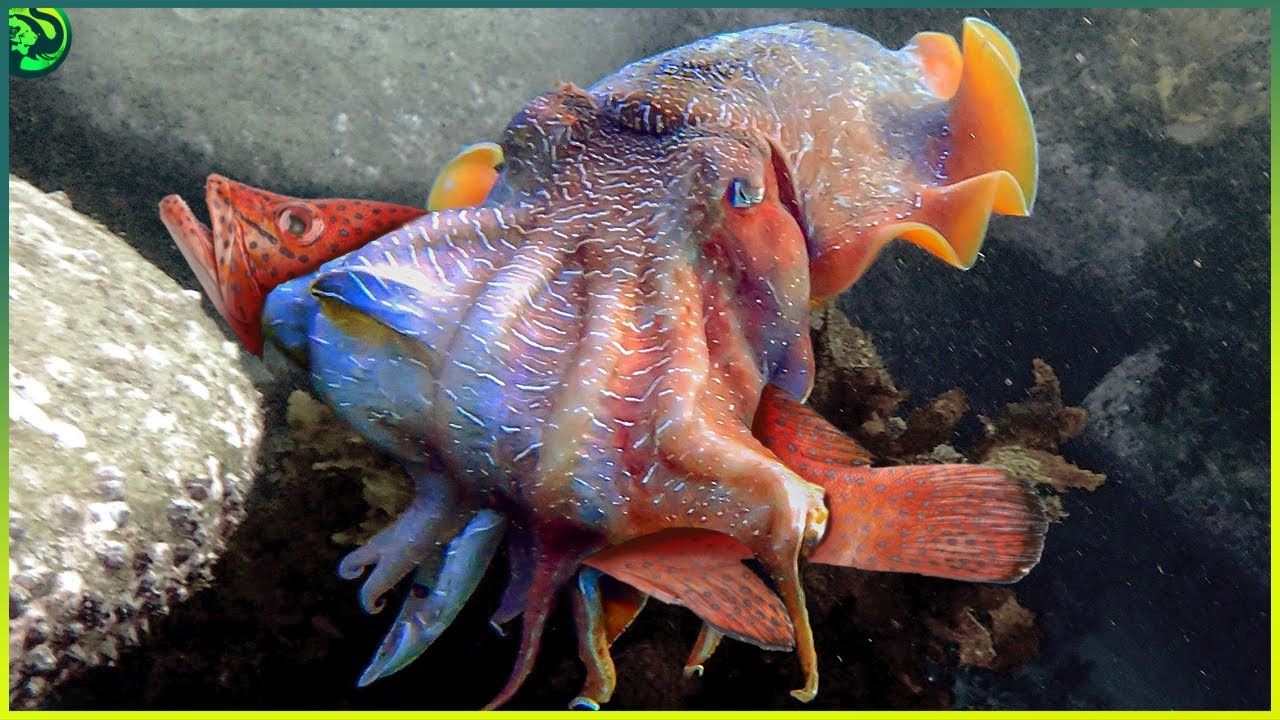 10 Times Cuttlefish Proved They Are Expert Underwater Killers