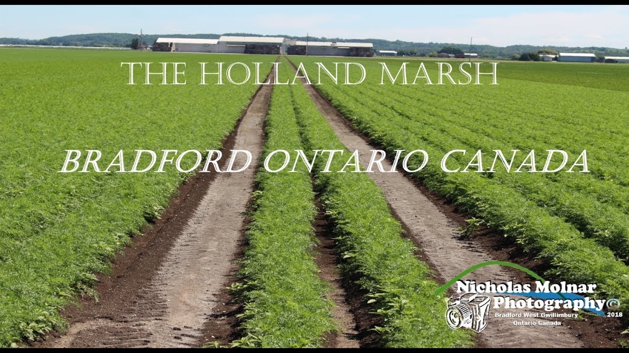 Tour of the Holland Marsh Bradford West Gwillimbury Ontario Canada
