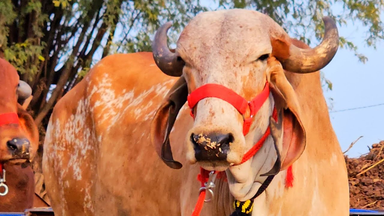 Lahariya dairy farm Bhind Chaturvedi Nagar no.9201345774
