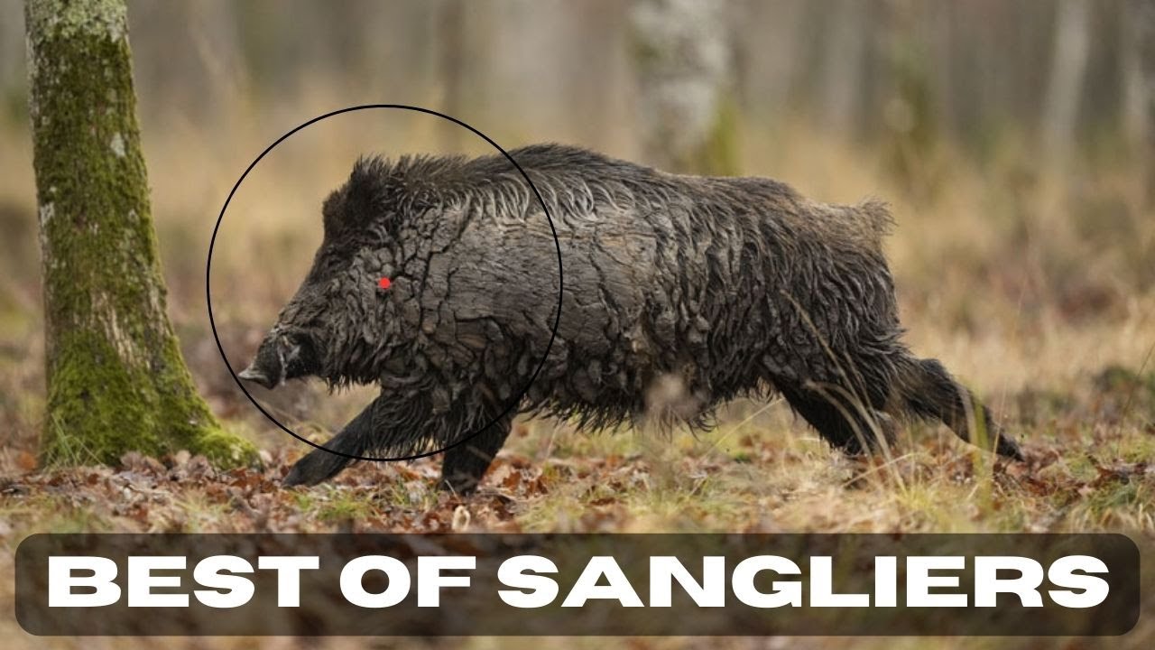 COMPILATION / BEST OF SANGLIERS !