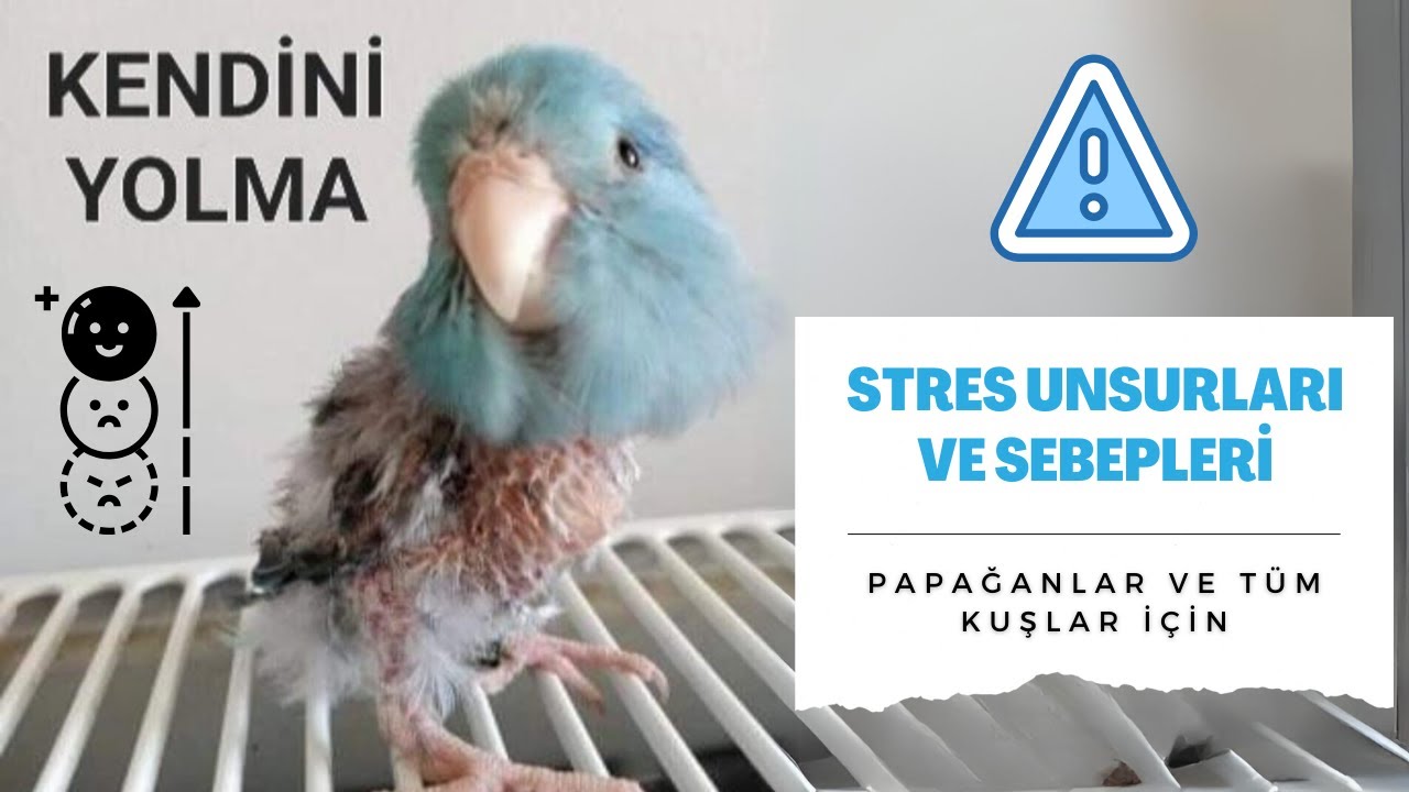 Kuşlarda Yolma Davranışı ve Stres Unsurları ile Mücadele