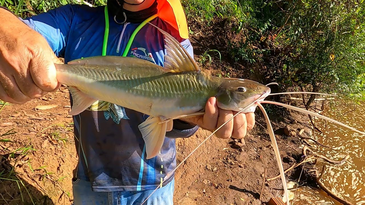 Dia de pesca! Pesca de barranco Rio Tibagi Pr.