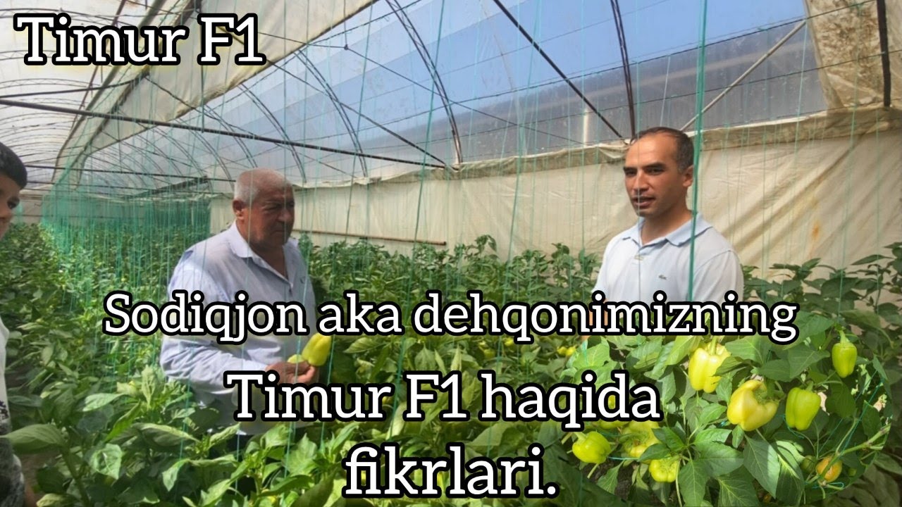 Содиқжон ака деҳқонимизнинг Тимур Ф1 ҳақида фикрлари. Соҳибкор, Бухоро.