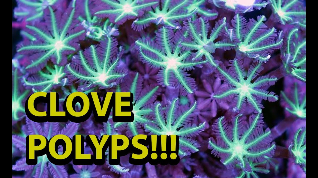 The Secret To Keeping Clove Polyps \\ One Of My Favorite Soft Corals
