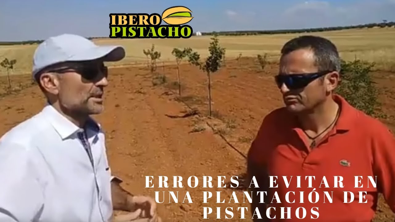 Ошибки, которых следует избегать на плантации - Cózar - Manuel Valle Collado II Part - IberoPistacho