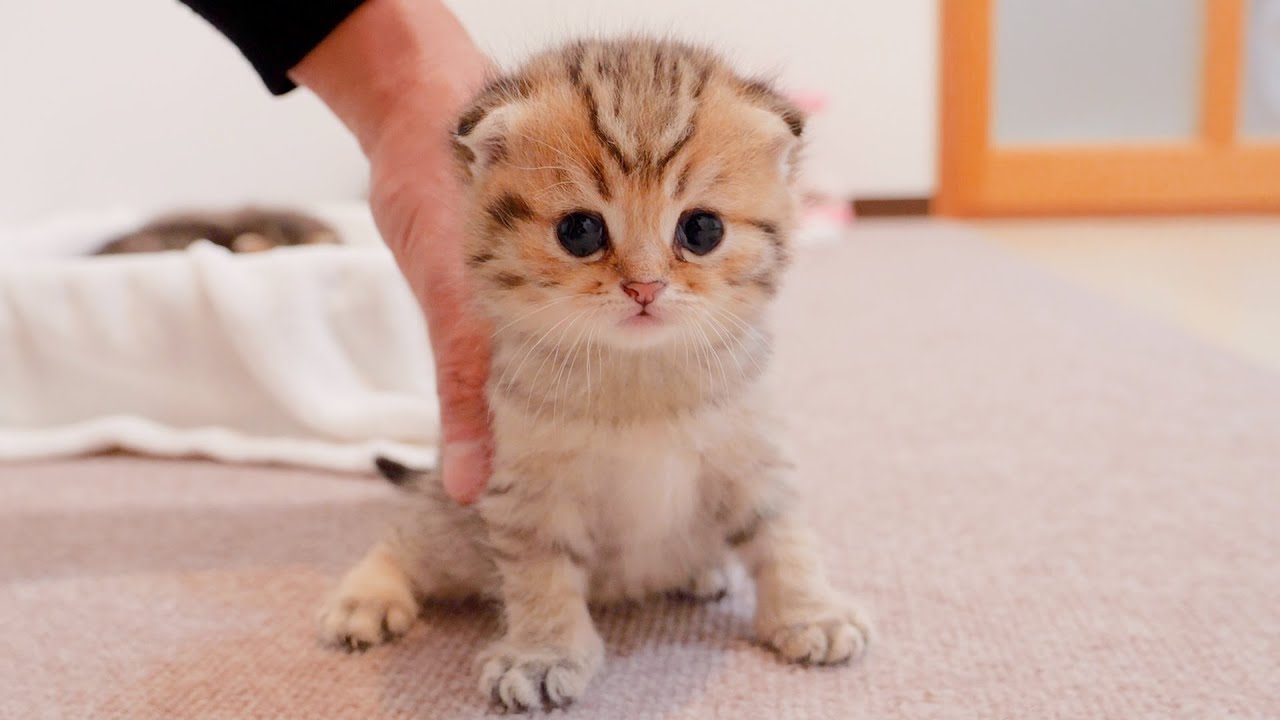 Этот котенок был таким милым, когда, мяукая, подбежал к своему хозяину!