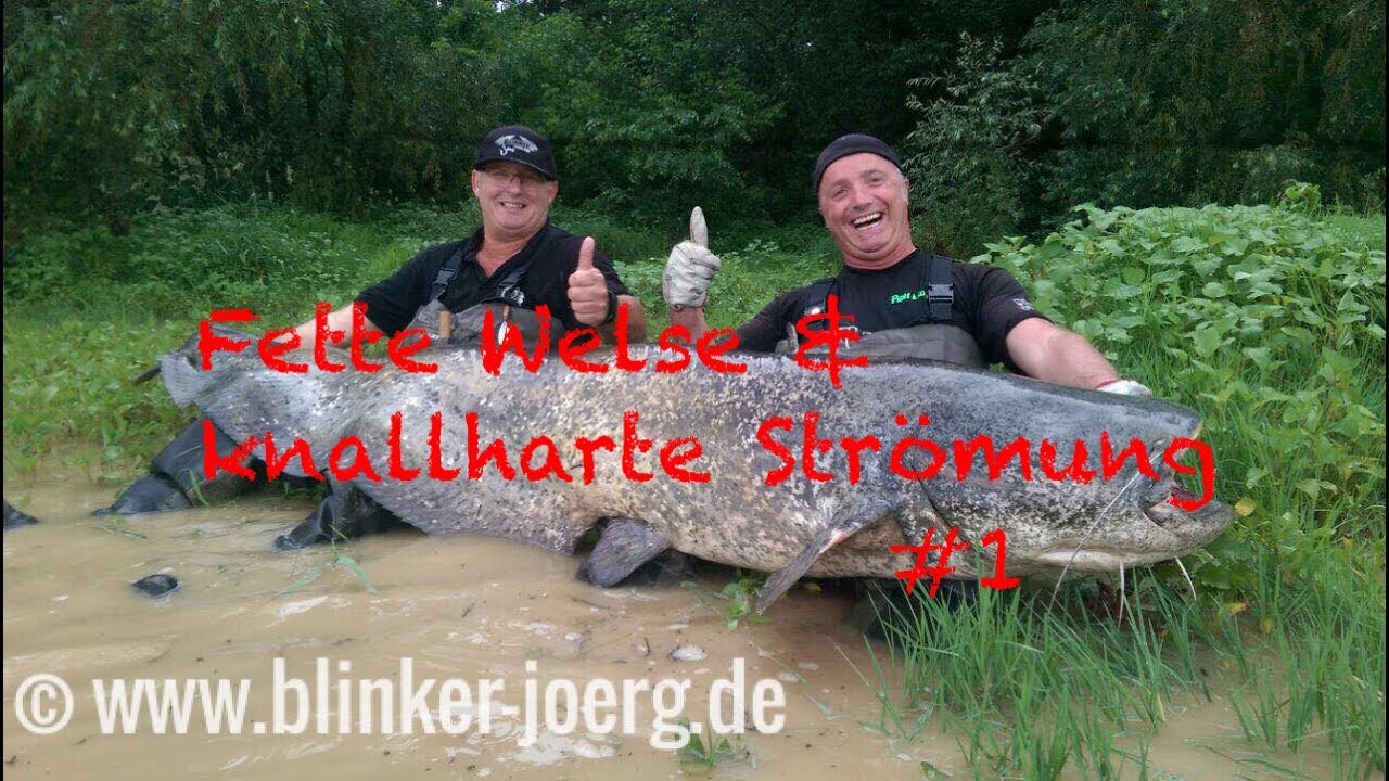 Big catfish & strong current #1 - www.blinker-joerg.de