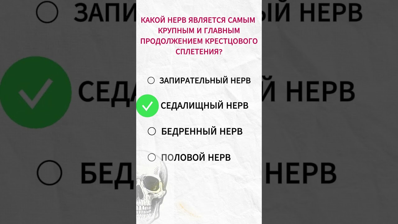 Крупный нерв крестцового сплетения