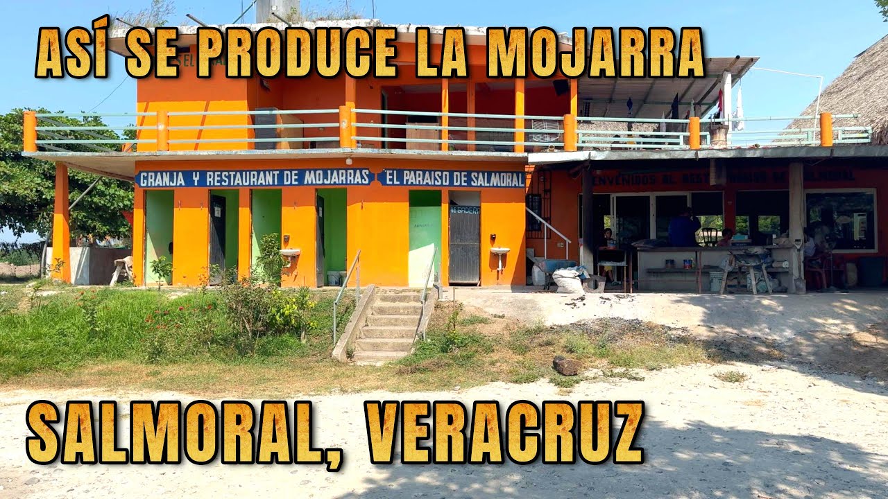 Así se produce la Mojarra🐠, Tilapia🐟en Salmoral Veracruz👌🏽
