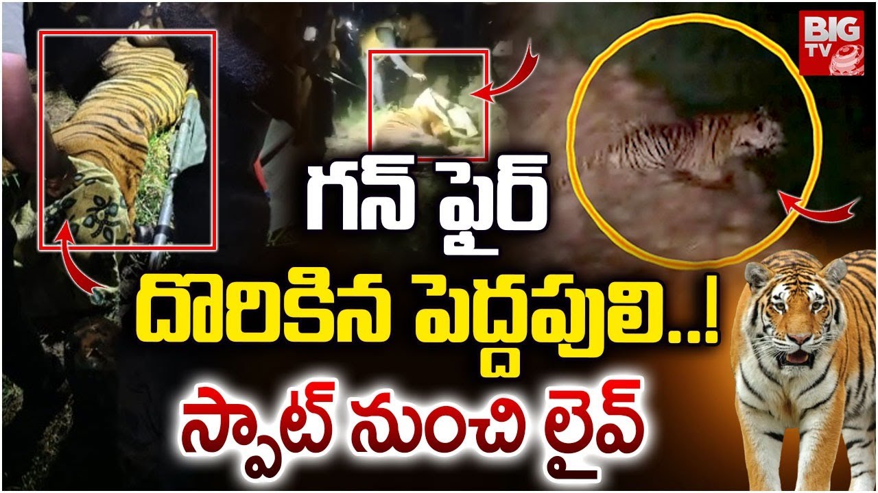 Tiger Hulchul In East Godavari District | దొరికిన పెద్దపులి | Tiger Found | BIG TV