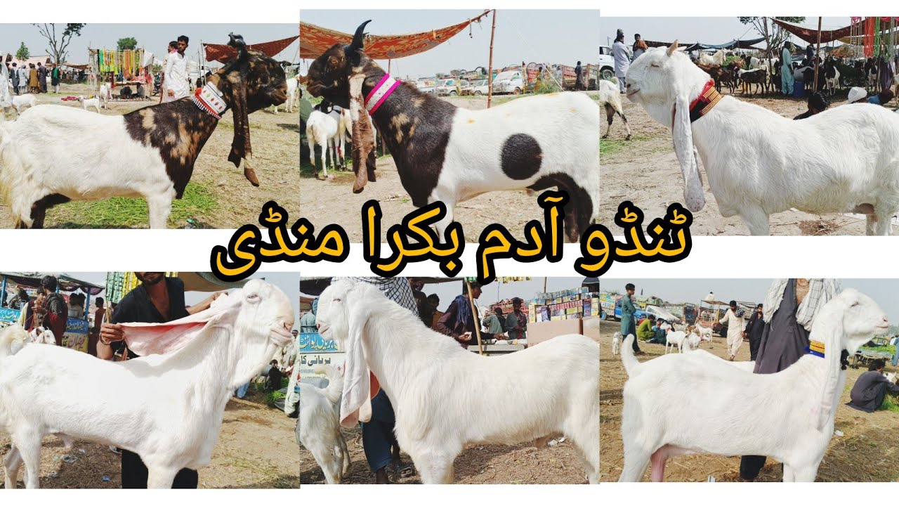 Tando Adam bakra mandi Update New Latest Today 3 4 2026