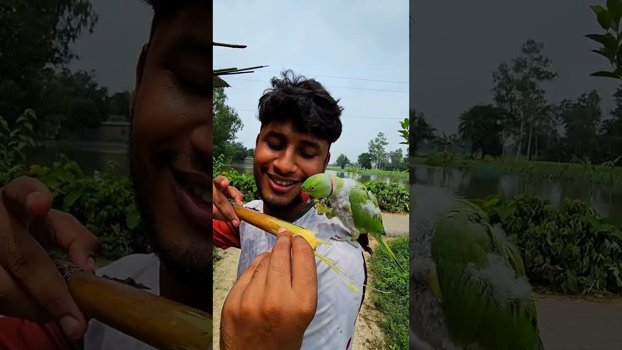 মিঠু কিভাবে আখ কেড়ে নিয়ে খায় দেখুন🤣🤣 #funnyanimals #birdlovers #parrot 